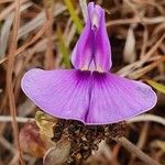 Vigna frutescens Blomst