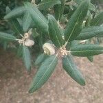 Quercus ilex 葉