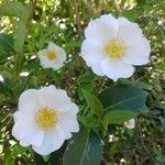 Rosa laevigata 花