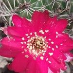 Gymnocalycium baldianum Λουλούδι