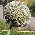 Allium cepa Flor