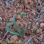 Sternbergia colchiciflora Arall