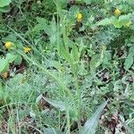 Senecio doronicum Habit