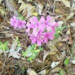 Phlox pilosa 花