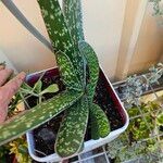 Gasteria excelsa Hostoa