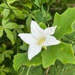 Coccinia grandis Λουλούδι