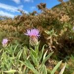 Cheirolophus sempervirens Blomma