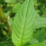 Impatiens glandulifera Leaf