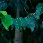 Pterocarpus indicus Feuille