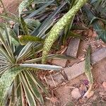 Sansevieria aethiopica Leaf