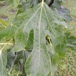Ficus carica পাতা