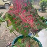 Caladium bicolorHoja