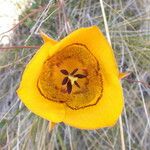 Calochortus clavatus Flor