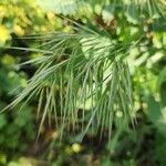 Bromus tectorum ফুল