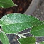 Salvia discolor Leaf