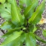 Hosta longipes Листок