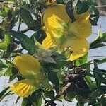 Ludwigia peruviana Flor