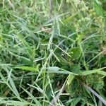 Urochloa panicoides Flower