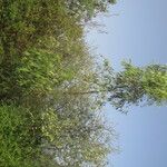 Eucalyptus alba Habitat
