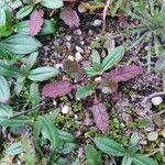 Erodium botrys Blatt