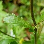 Leucanthemum vulgare 葉