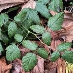 Rubus ursinus Leaf