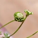 Cotula australis Kwiat