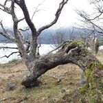 Nothofagus pumilio Habitat