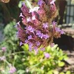 Verbena brasiliensis花