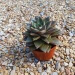 Echeveria purpusiorum Folha