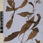 Echinacanthus attenuatus Otro
