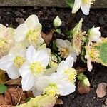 Helleborus niger Flower