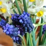 Muscari armeniacum Blomma