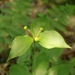 Medeola virginiana Plod