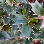 Berberis darwinii Blad