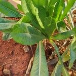 Lactuca virosa Foglia