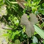 Ipomoea tiliacea 葉