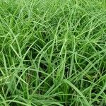 Carex morrowii 葉