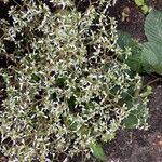 Euphorbia hypericifoliaFlower