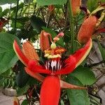 Passiflora miniata Kwiat