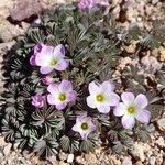 Oxalis adenophylla Natur