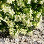 Galium pyrenaicum 花