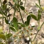 Anthyllis cornicina 葉