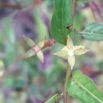 Ludwigia erecta Blüte