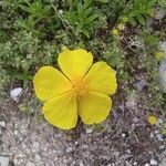 Helianthemum nummularium Flower