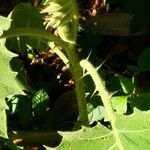 Solanum lasiocarpum Blatt