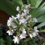 Xiphidium caeruleum Цветок