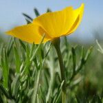 Eschscholzia lobbii Hàbitat