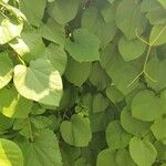 Aristolochia macrophylla Frunză