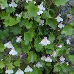 Cymbalaria muralis 花